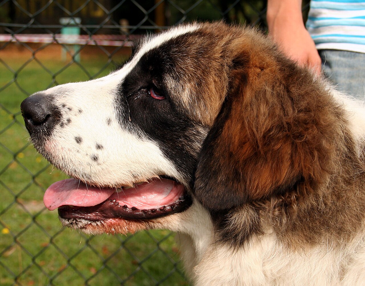 Pyrenese Mastiff