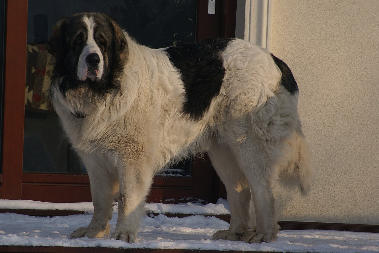 Pyrenese Mastiff