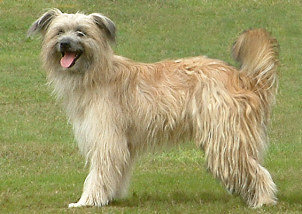 Pyrenäen-Schäferhund