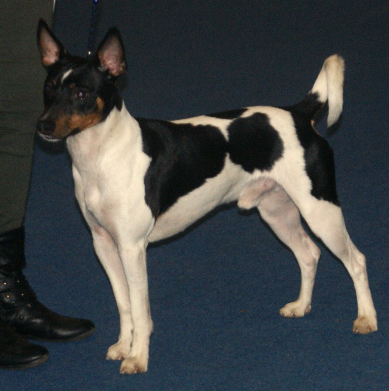 Rat Terrier