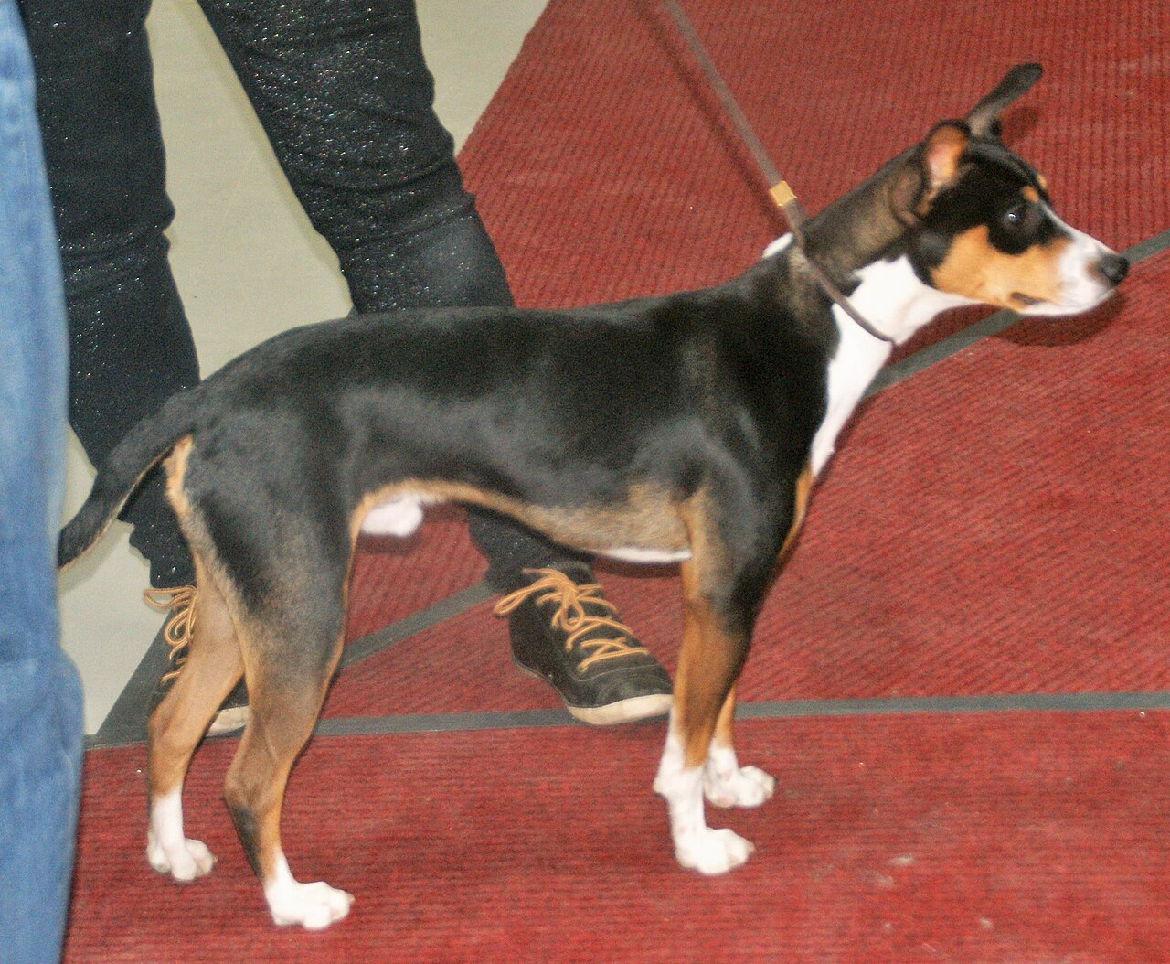 Rat Terrier