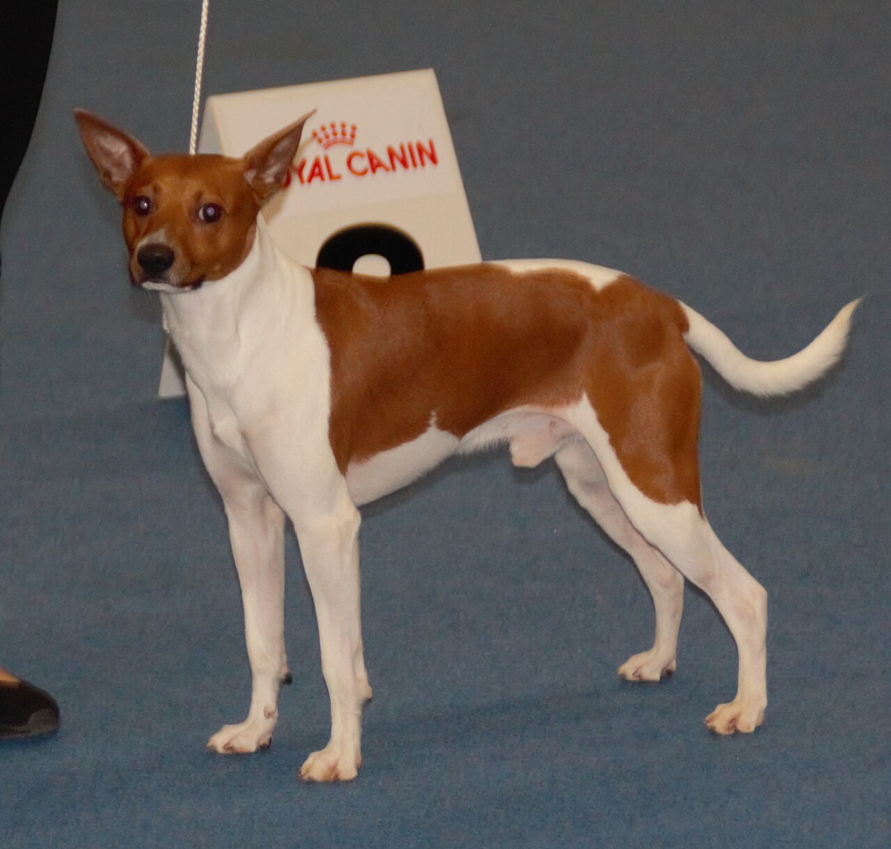 Rat Terrier