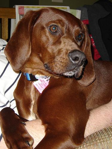 Redbone Coonhound