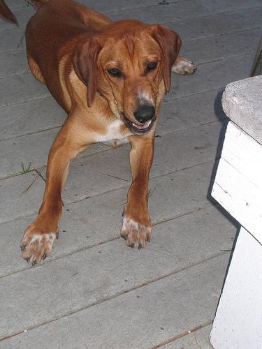 Redbone Coonhound