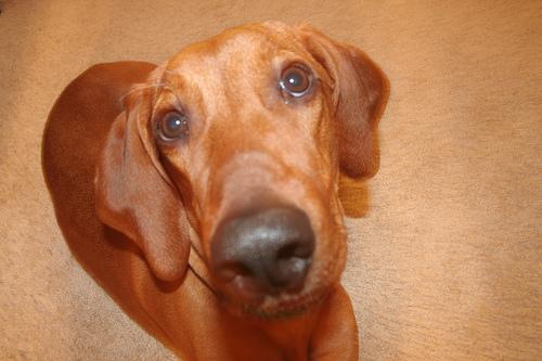 Redbone Coonhound