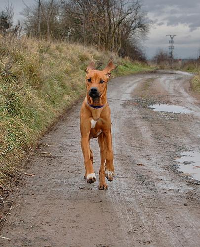 Rhodesian Ridgeback