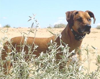 Rhodesian Ridgeback