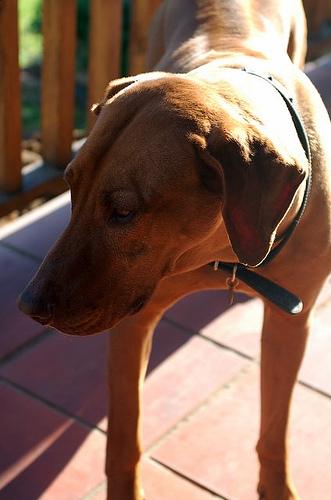 Rhodesian Ridgeback