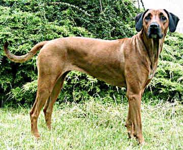 Rhodesian Ridgeback