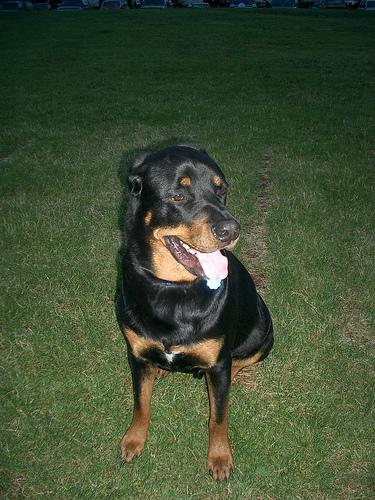 Rottweiler