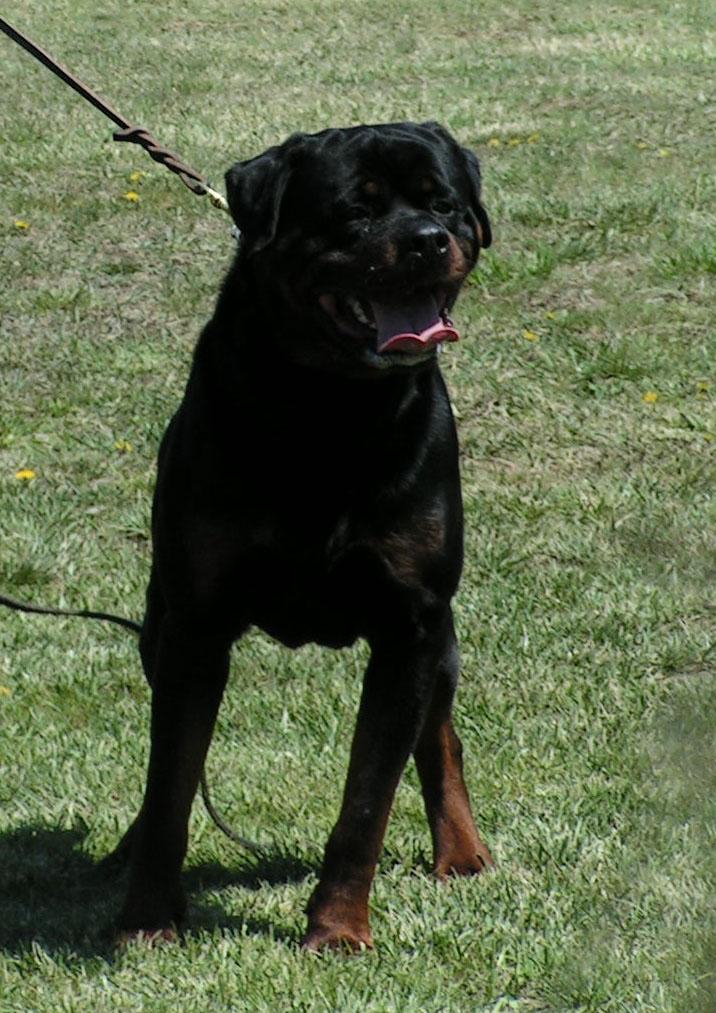Rottweiler