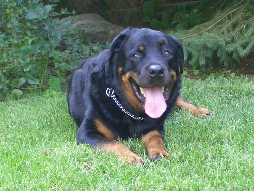 Rottweiler
