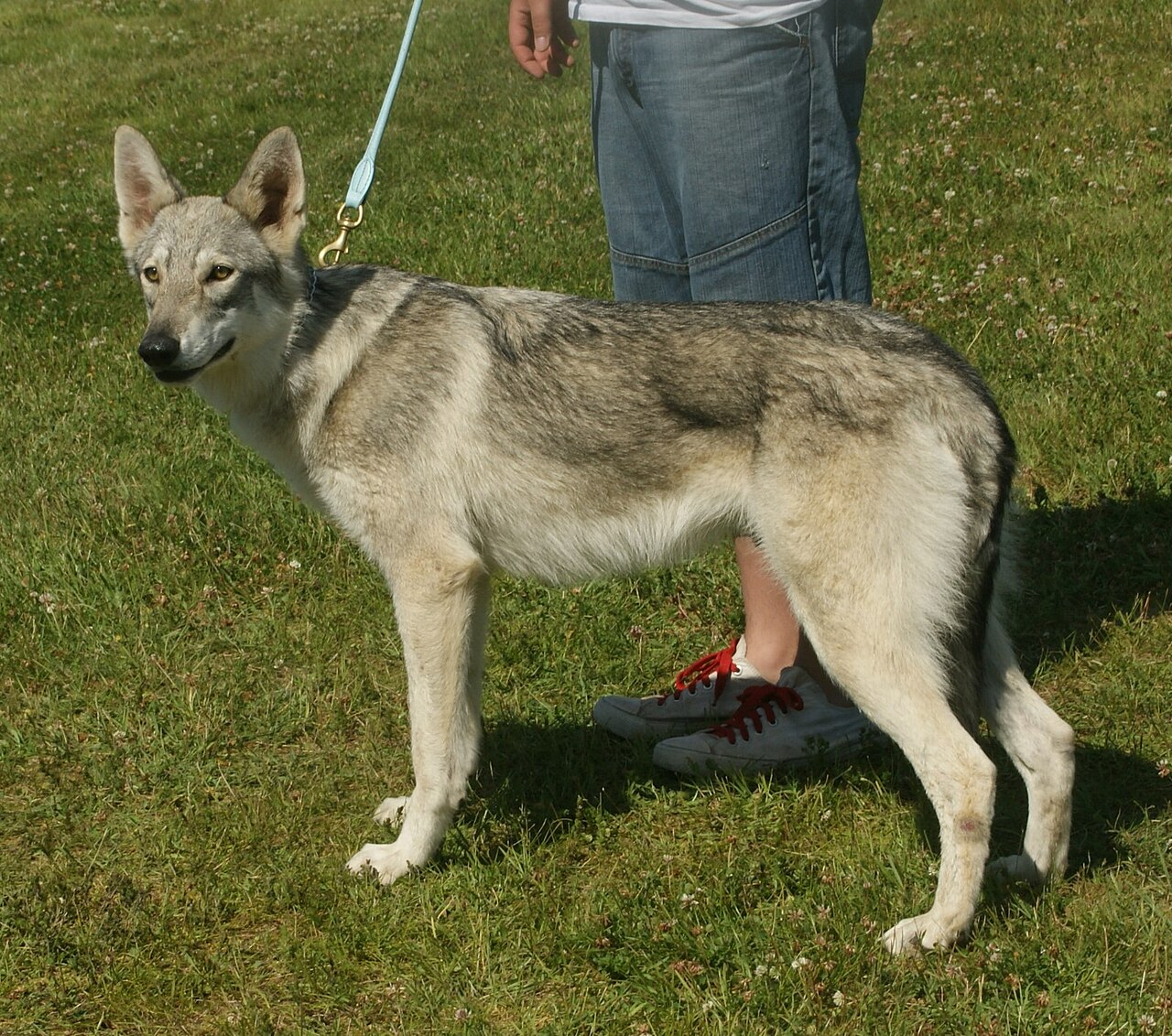 Saarloos Wolfdog