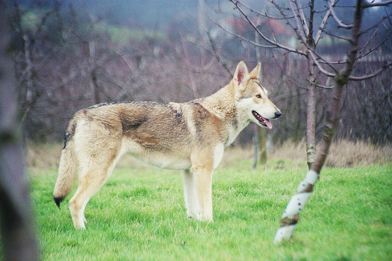 Saarloos Wolfdog