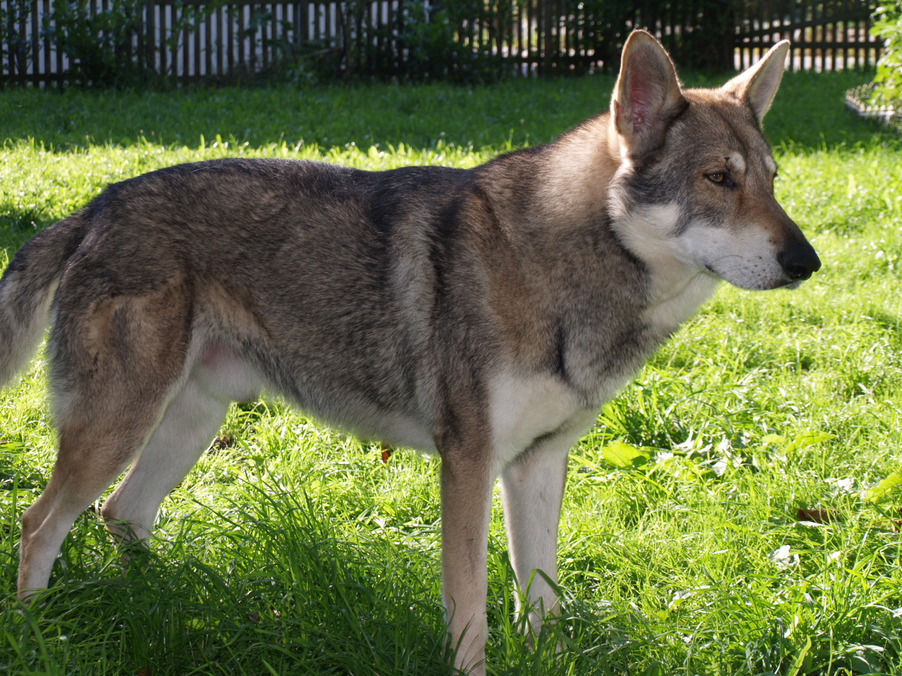Saarloos Wolfdog