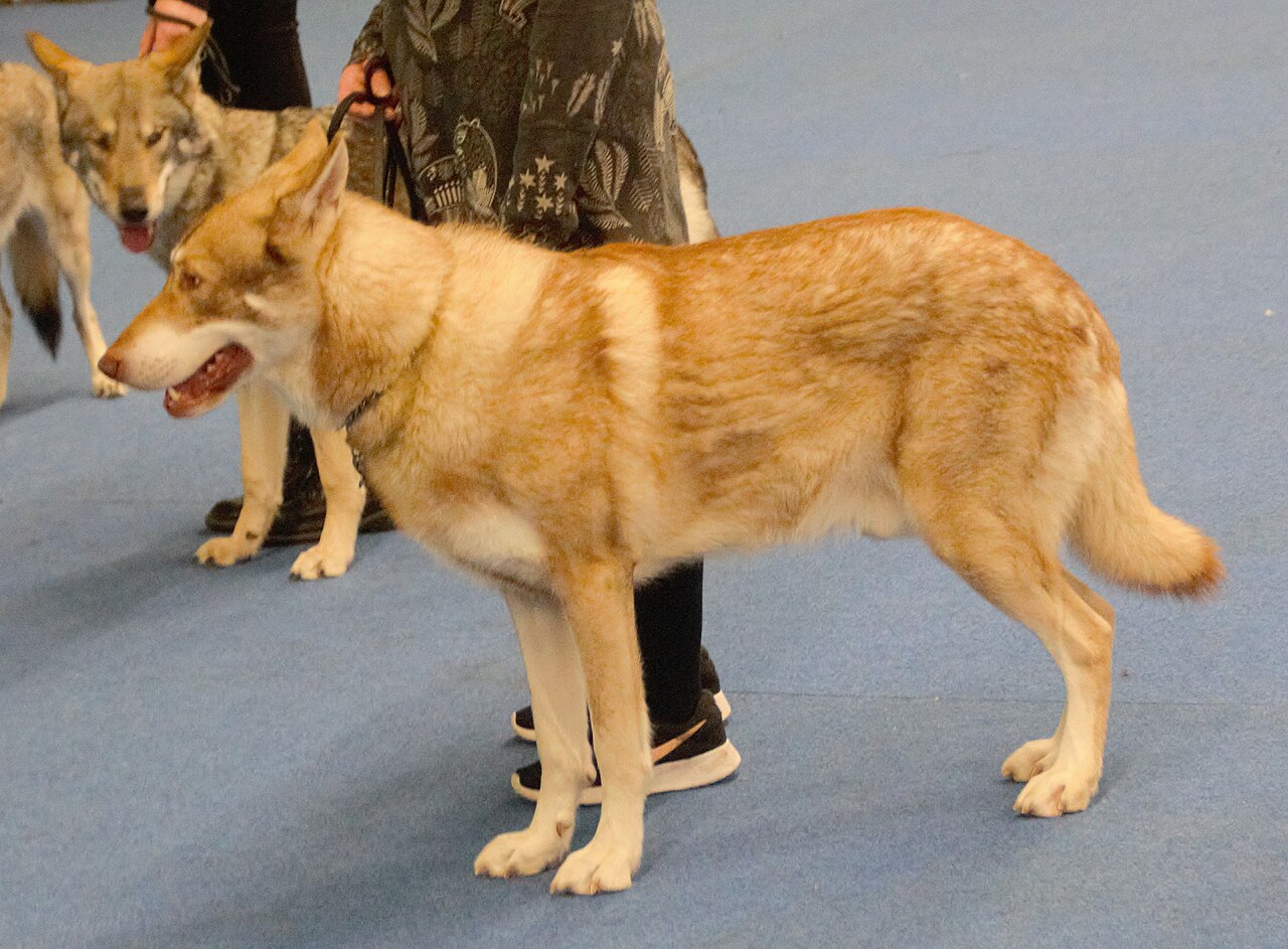 Saarloos Wolfdog