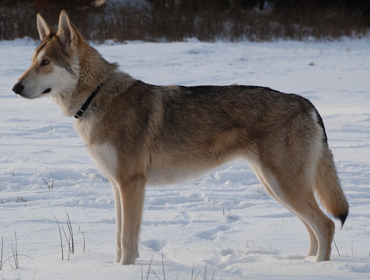Saarloos Wolfdog