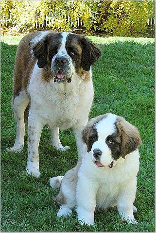 Saint-Bernard