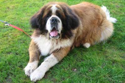 Saint-Bernard