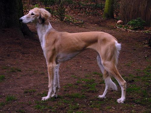 Saluki