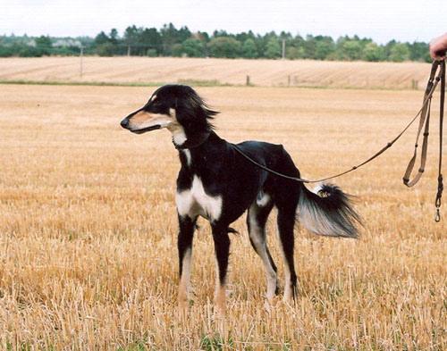 Saluki