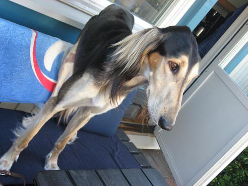 Saluki
