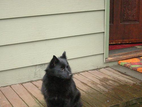 Schipperke