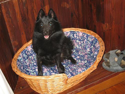 Schipperke