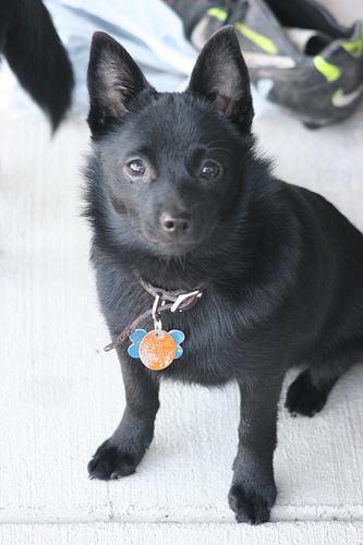 Schipperke