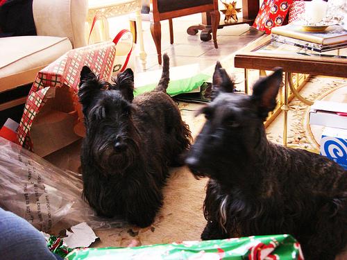 Scottish Terrier