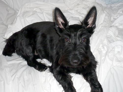Scottish Terrier