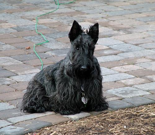 Scottish Terrier