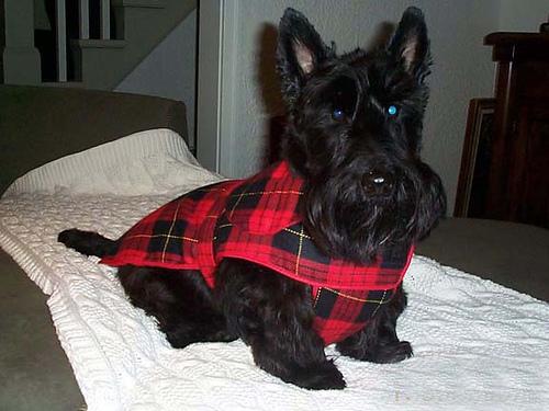 Scottish Terrier