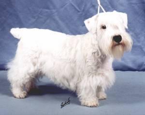 Sealyham Terrier