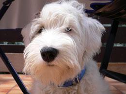Sealyham Terrier