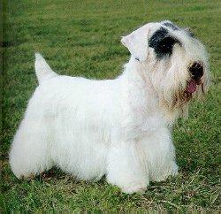 Sealyham Terrier