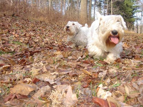 Sealyham Terrier