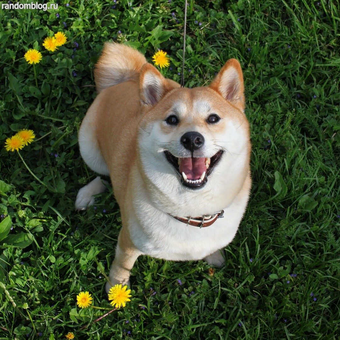 Shiba Inu