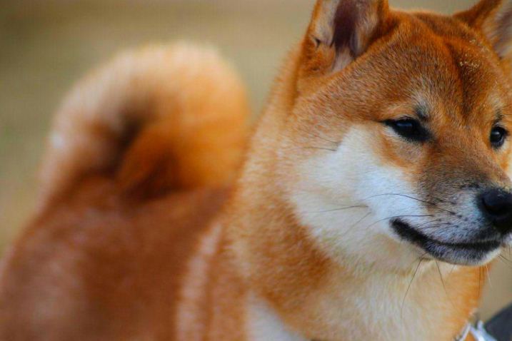 Shiba Inu