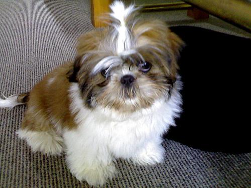 Shih Tzu