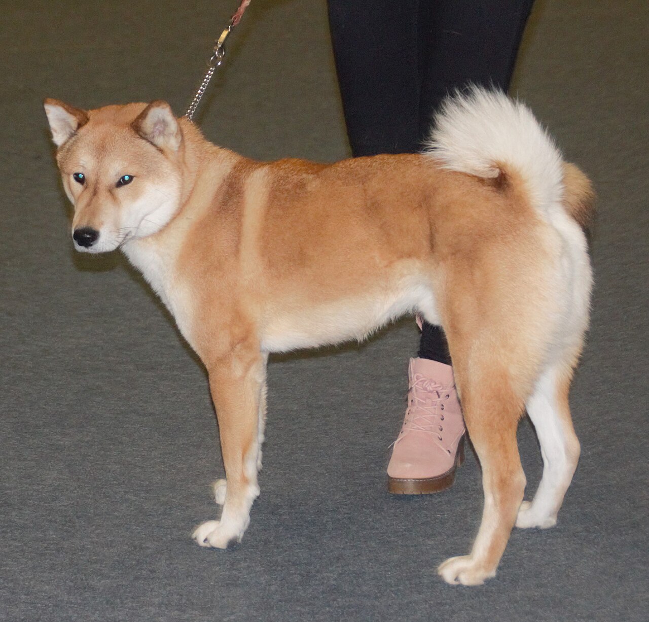 Shikoku