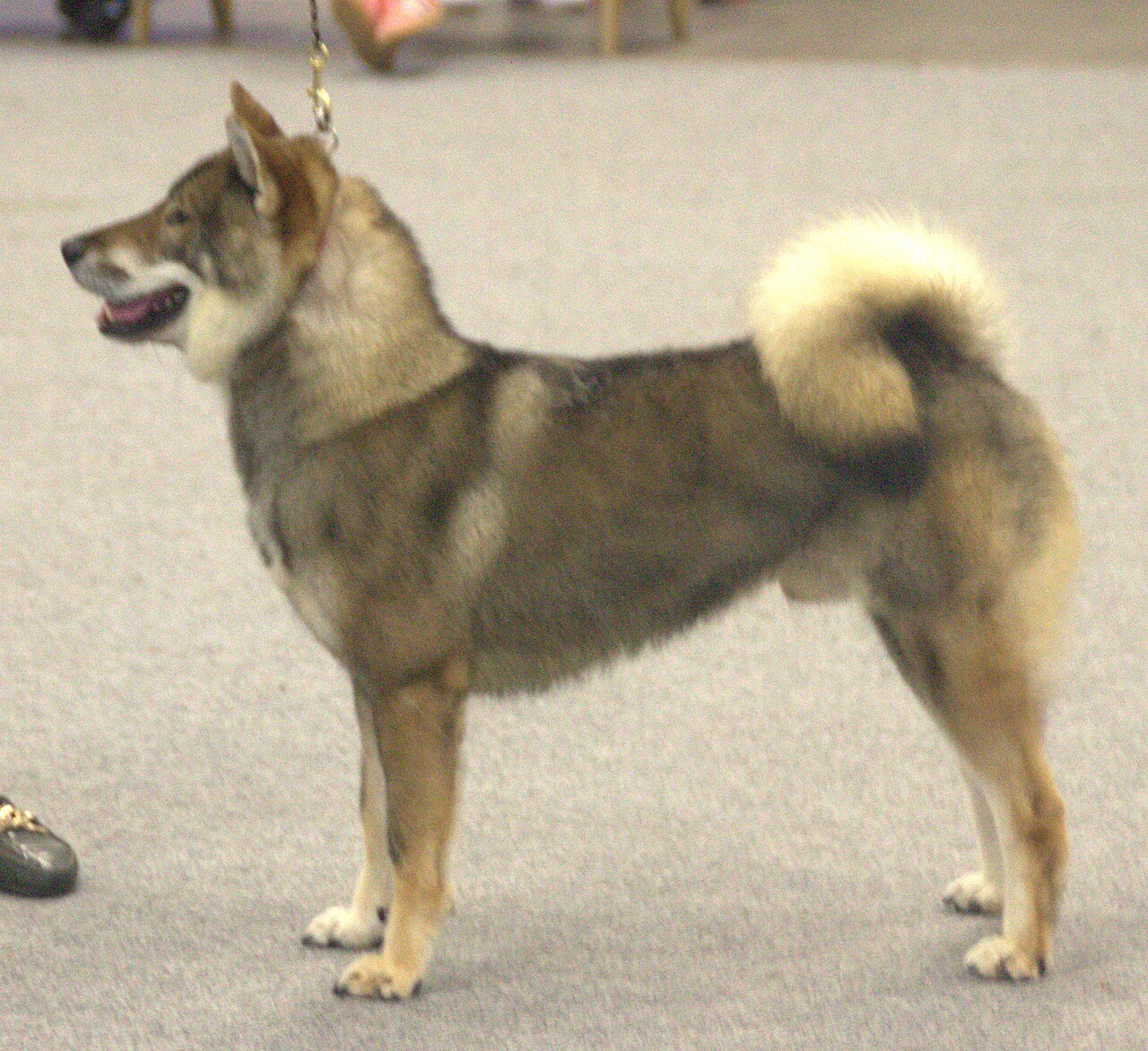 Shikoku
