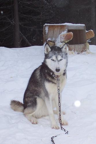 Husky Sibérien