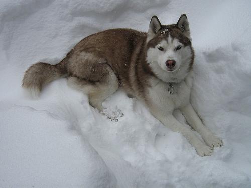 Husky Sibérien