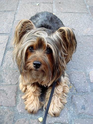 Terrier Australien Soyeux