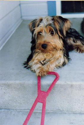 Terrier Australien Soyeux