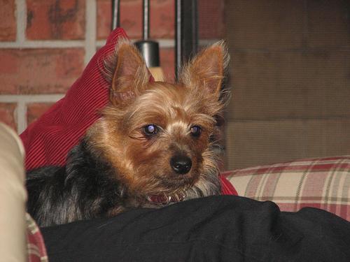 Terrier Australien Soyeux