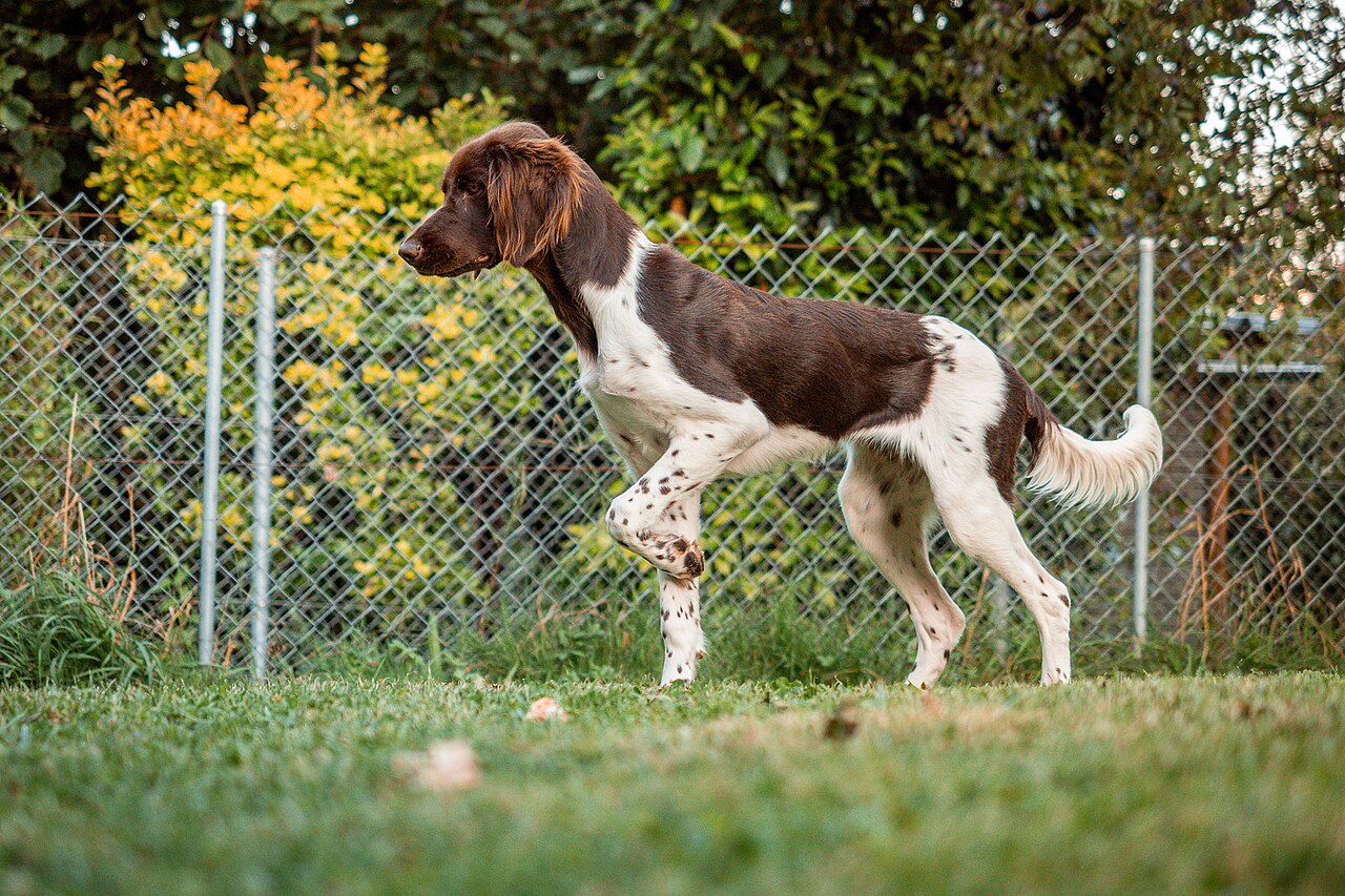 Small Münsterländer