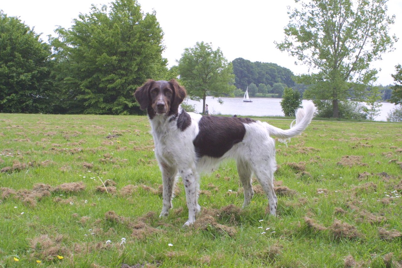 Small Münsterländer