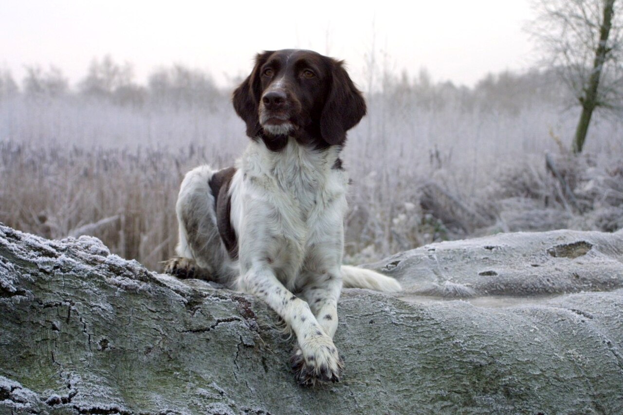 Small Münsterländer